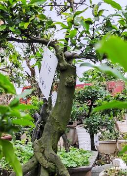 盘龙金弹子114号江西庭院金弹子树桩盆景,江西私家金弹子盆景