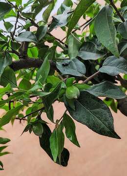 提根金弹子108号多杆老桩金弹子小品盆景,庭院园林盆景金弹子