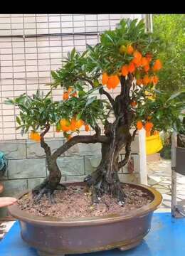 金弹子熟桩传统金弹子