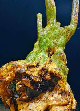 漂亮大紫薇。400斤矮霸大桩。有喜欢赶紧下单