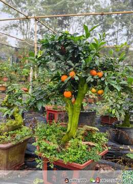 淘宝啦，喜欢的老板联系喔