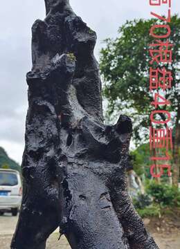 刚刚下山新鲜,漂亮母桩金弹子,有喜欢赶紧下单,