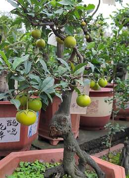 老鸦柿盆景怎么养 老鸦柿盆景养护与管理方法及注意事项