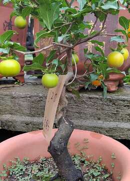 金弹子树桩盆景长白山金弹子树桩盆景网上安全购买