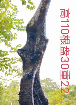 漂亮怪桩金弹子,过桥丛林金弹子,有喜欢赶紧下单