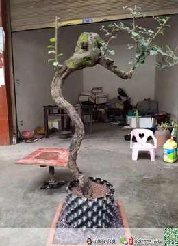 金弹子树桩盆景斜杆金弹子