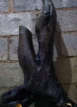 喜欢的速度,便宜出