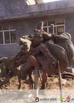 金弹子老桩┅疙瘩包金弹子零售↙