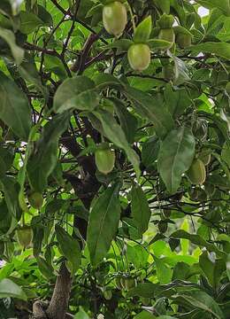 血红果金弹子103号,血红车厘子金弹子,别墅造景血红果金弹子