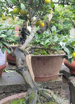 老鸦柿什么时候嫁接最好