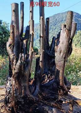 挂果金弹子金弹子的联系方式