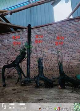 漂亮熟桩金弹子，有一起打包价格美丽