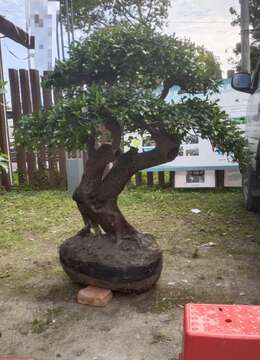 金弹子生桩都江堰金弹子地景能从哪买到