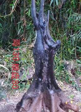 金弹子盆景金弹子丛林