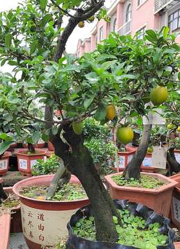 老鸦柿嫁接用什么砧木