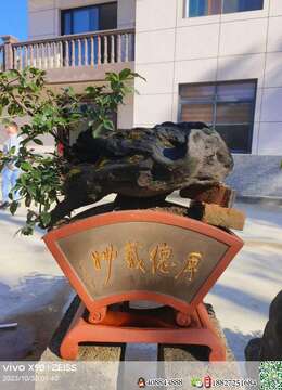 金弹子盆景价格金弹子扬派