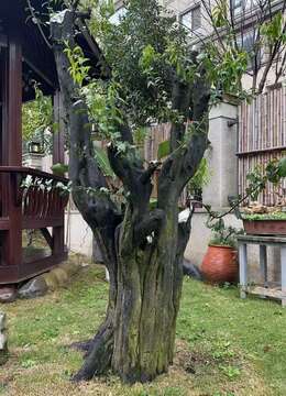 金弹子老桩南阳金弹子老桩交易市场