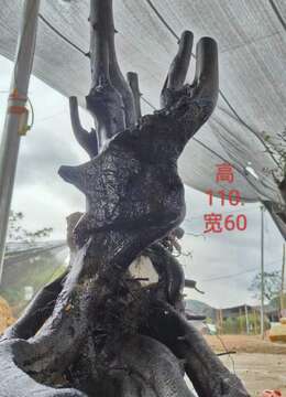 漂亮扁扁。母桩金弹子有喜欢赶紧下单