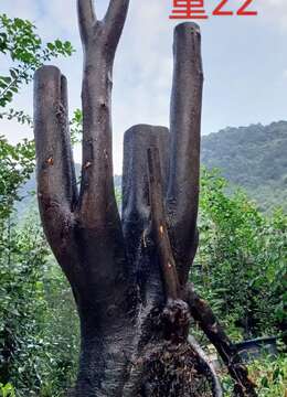 新鲜金弹子,看上速度