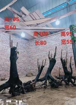 刚刚出土的金弹子熟货练手桩!喜欢的来聊聊