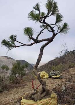 出土漂亮文人松