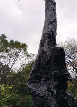 漂亮熟桩金弹子。大地景,有喜欢赶紧下单