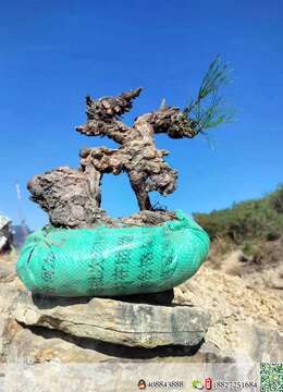 出土漂亮山松喜欢速度