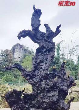 一棵漂亮古桩，出枝，层次感到位，看上的速度。