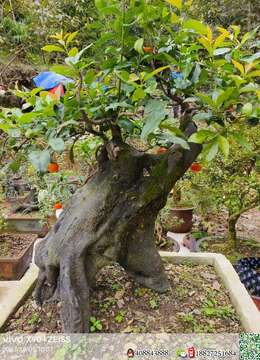 金弹子网金弹子疙瘩包