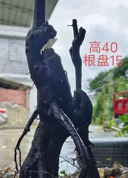 金弹子下山桩斜杆金弹子安全交易方法