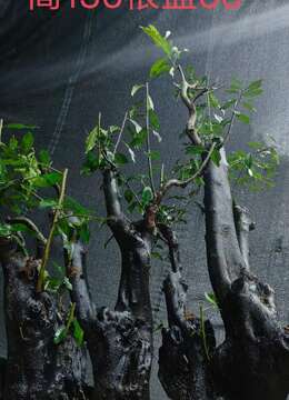 漂亮大桩。几年大熟桩金弹子,有喜欢赶紧下单,