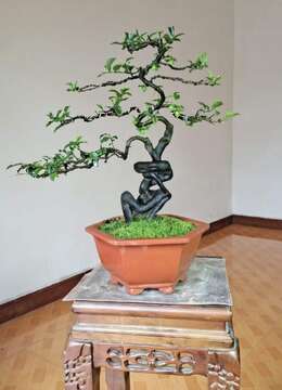 金弹子网金弹子疙瘩包