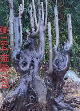 金弹子网花园金弹子