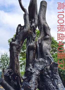 刚刚下山新鲜,漂亮母桩金弹子,有喜欢赶紧下单