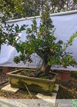 树桩盆景西施血红