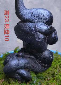 两个坨坨,看上联系