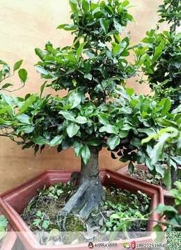 金弹子老桩岭南派金弹子