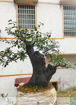 金弹子原生母,基粗39,高102
