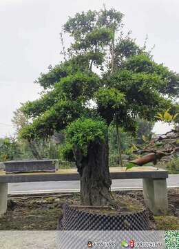 金弹子老桩金弹子售价和联系方式