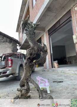 金弹子熟桩金弹子曲杆