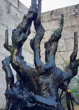 漂亮碳化老桩丛林金弹子,看上速度