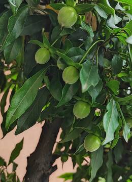 小叶四季红血红果金弹子105号,四季红金弹子小叶挂果金弹子树桩盆景