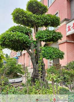 原生大母桩