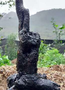 金弹子老桩金弹子№华山挂果金弹子