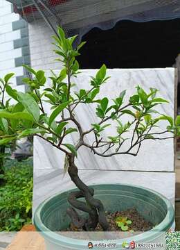 挂果金弹子◆垂枝挂果金弹子地景⊙