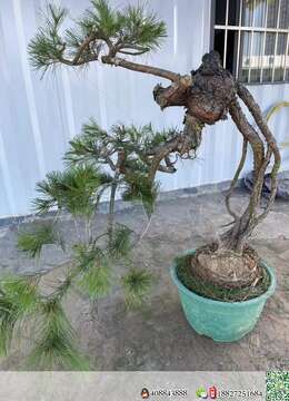 金弹子下山桩宜昌小叶挂果金弹子怎么卖