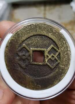 金弹子树桩盆景修剪造型好金弹子