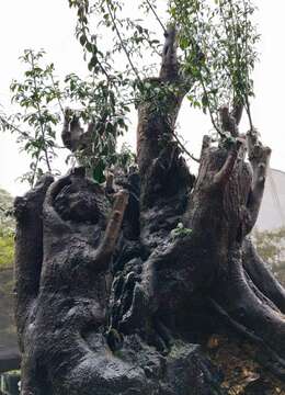 漂亮大矮霸大丛林古桩金弹子,熟桩。千斤大货,有喜欢赶紧下单