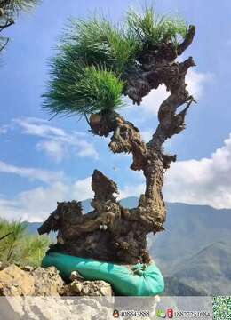 漂亮山松