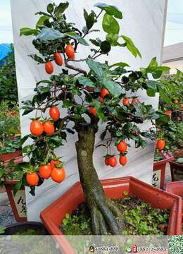 金弹子树桩盆景疙瘩包金弹子